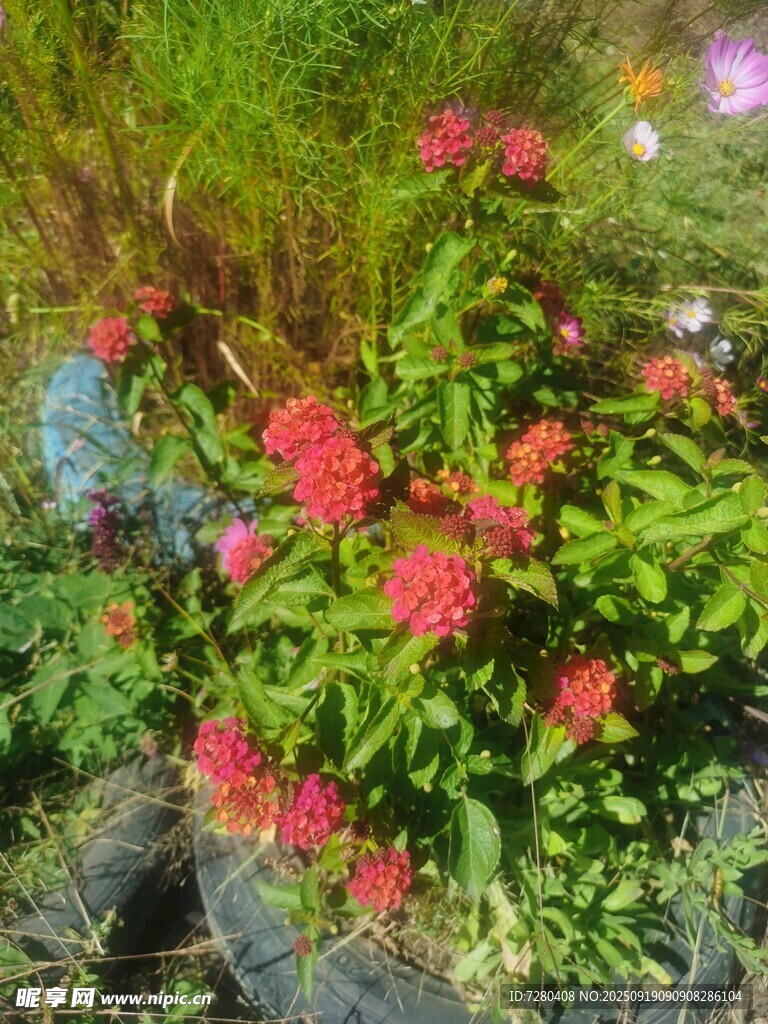 鮮艷紅花點(diǎn)綴綠葉間