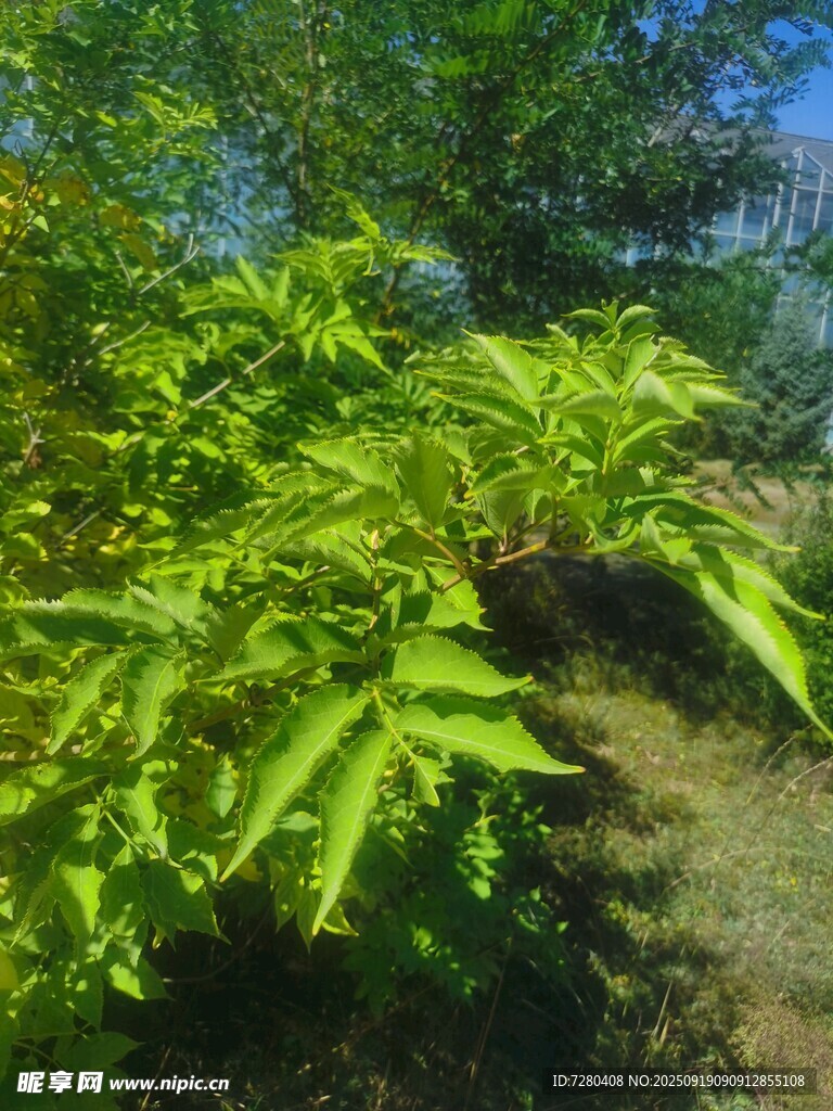 翠綠繁茂的戶外植物景觀
