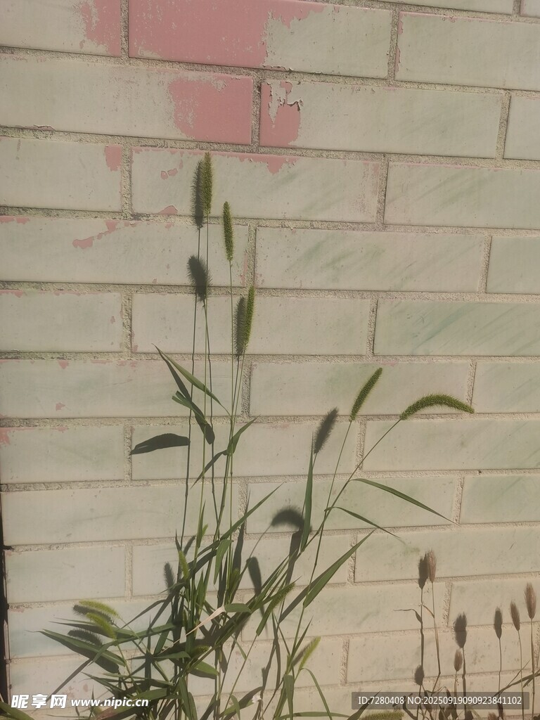 墻邊生長的野草