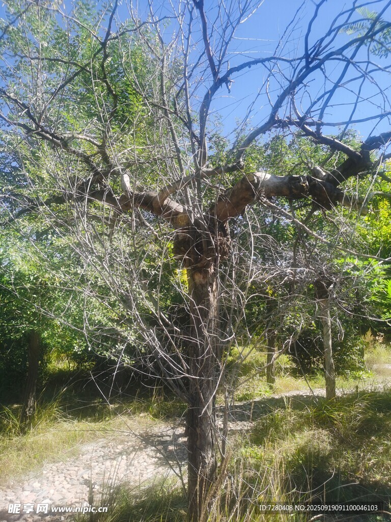 荒野枯樹盡顯自然滄桑