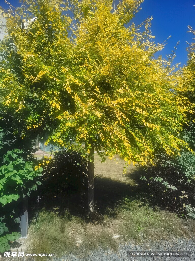 陽(yáng)光下的金黃樹(shù)木