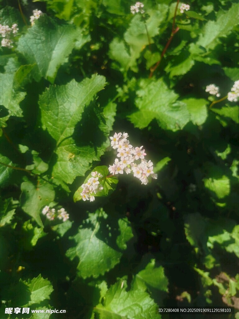 綠葉叢中的白色小花