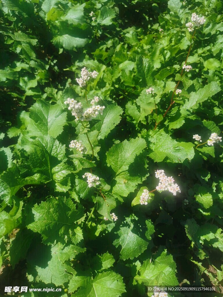 綠葉叢中的白色小花