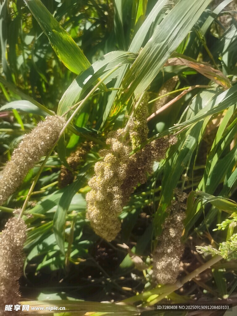 成熟玉米植株特寫