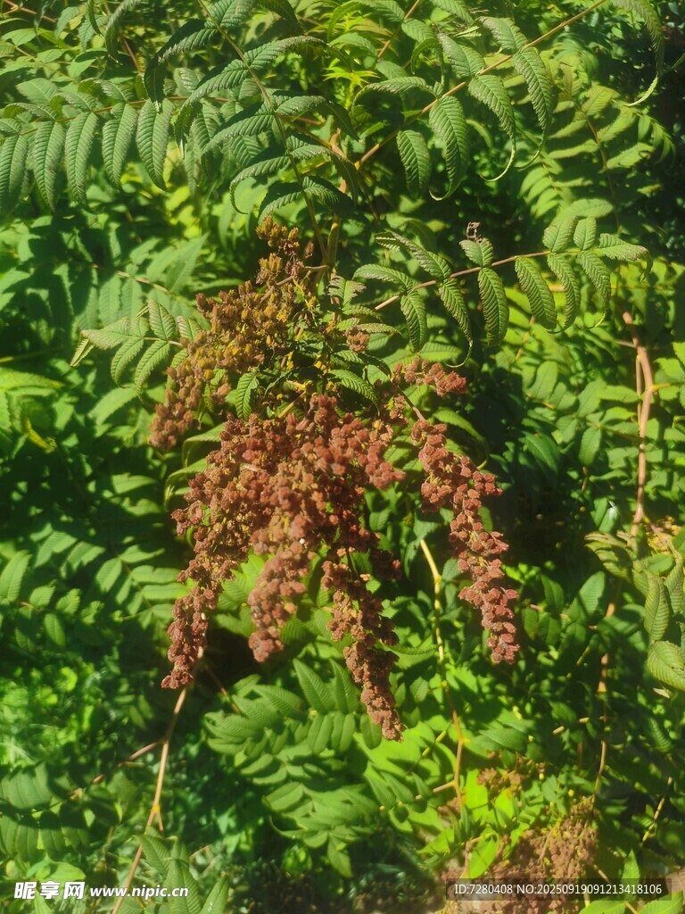 綠葉間的紅羽植物