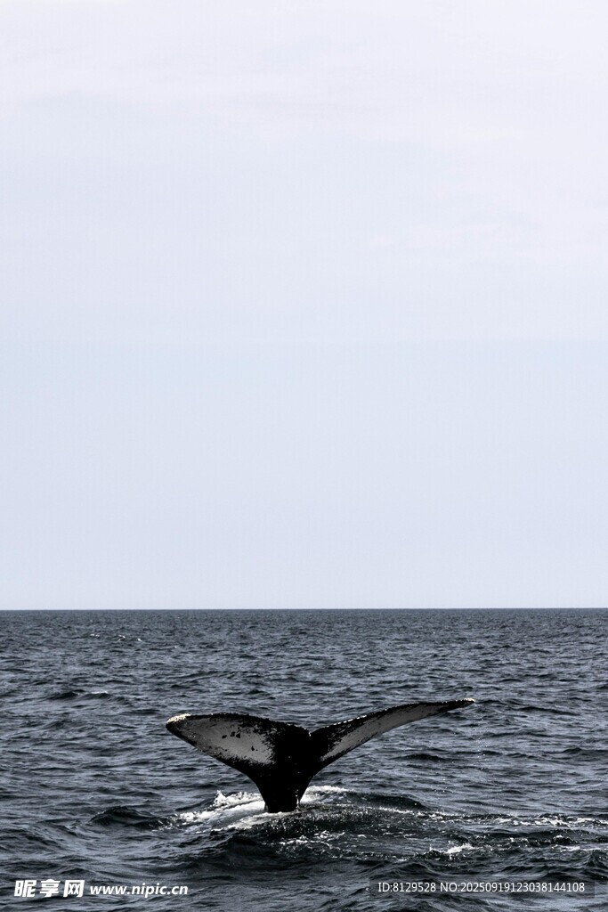 鯨魚尾部露出海面