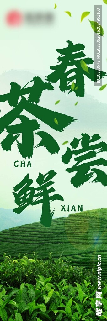 春茶上市