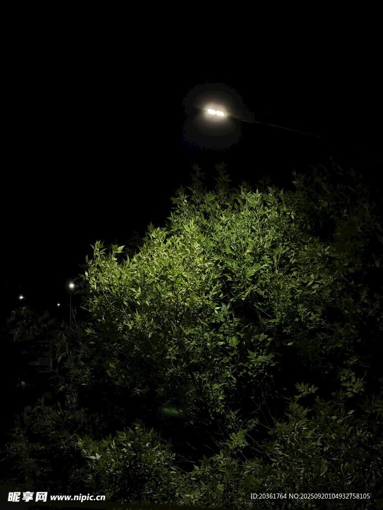 月夜下的蔥郁綠植