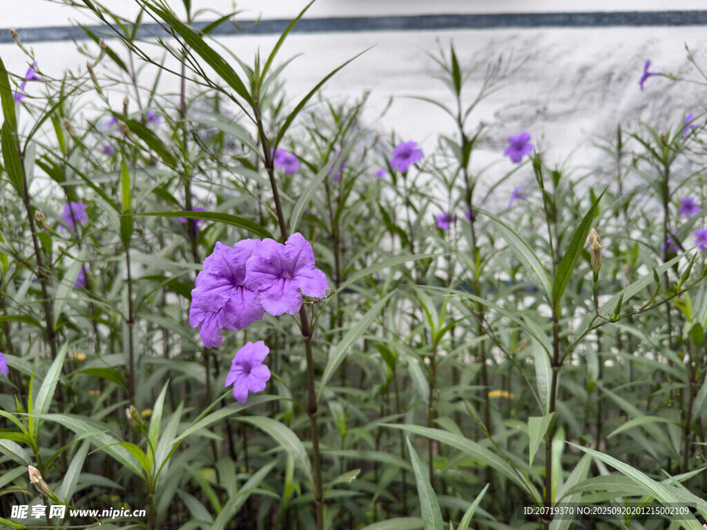 紫色小花綻放于綠植間