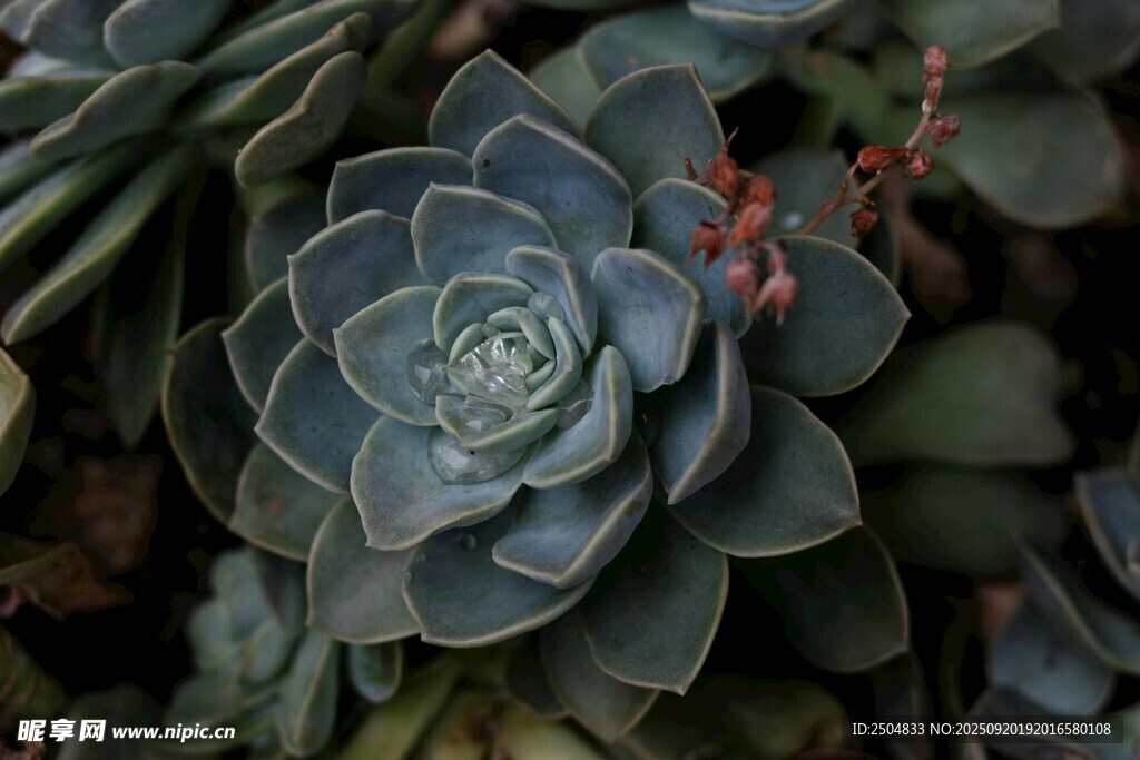 藍(lán)綠色多肉植物特寫(xiě)