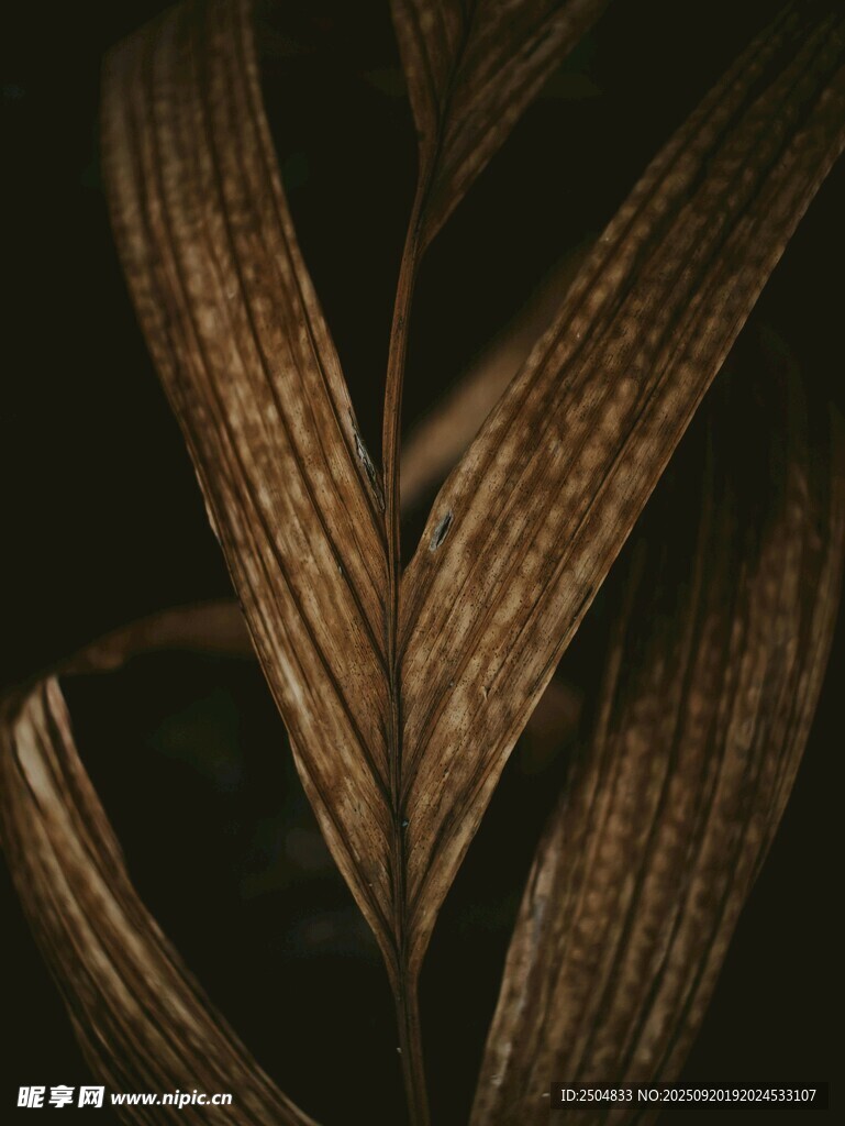 深褐色葉脈紋理特寫