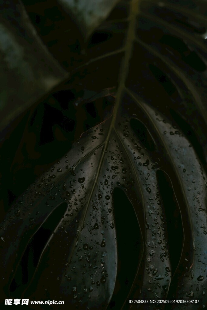 帶水珠的深綠葉片