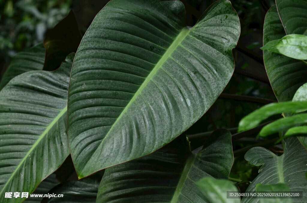 大葉植物特寫