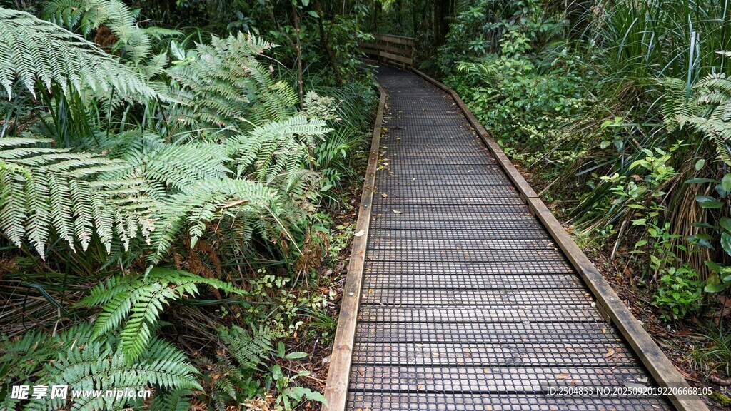 林間木棧道 漫步自然間
