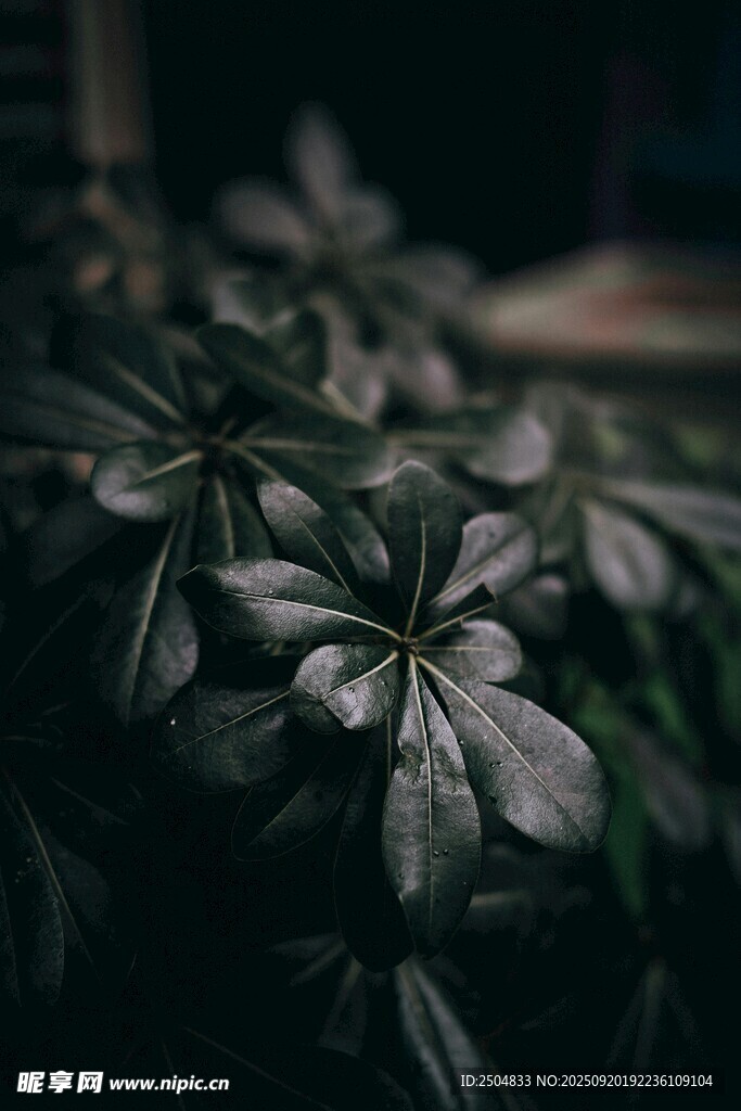 深色調(diào)下的別致綠葉植物