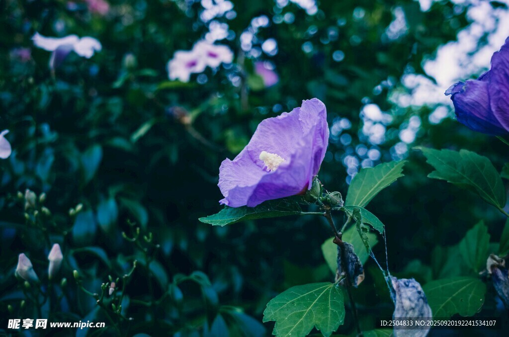 紫色木槿花特寫
