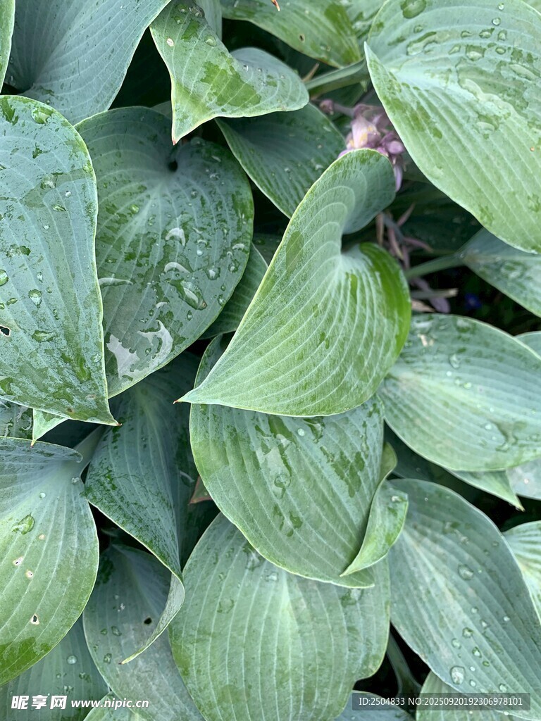 翠綠玉簪葉 清新自然美