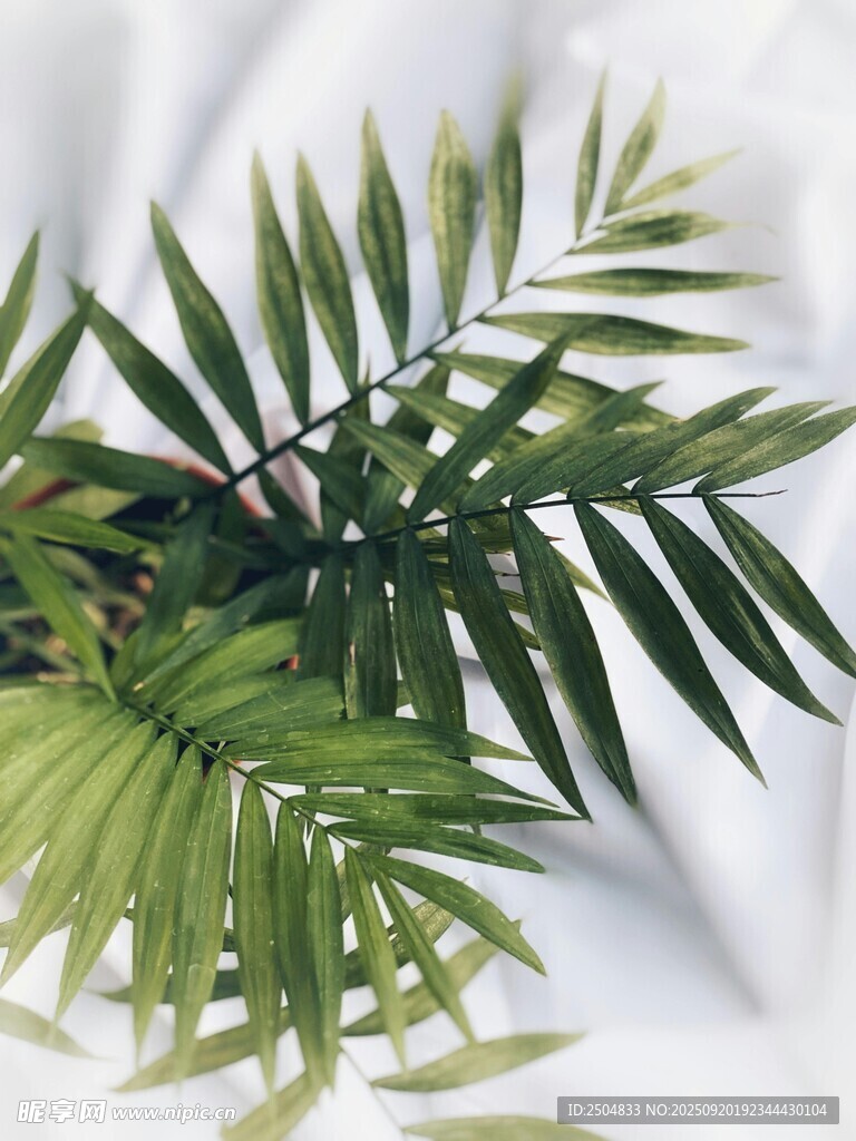 翠綠棕櫚葉 清新自然風(fēng)