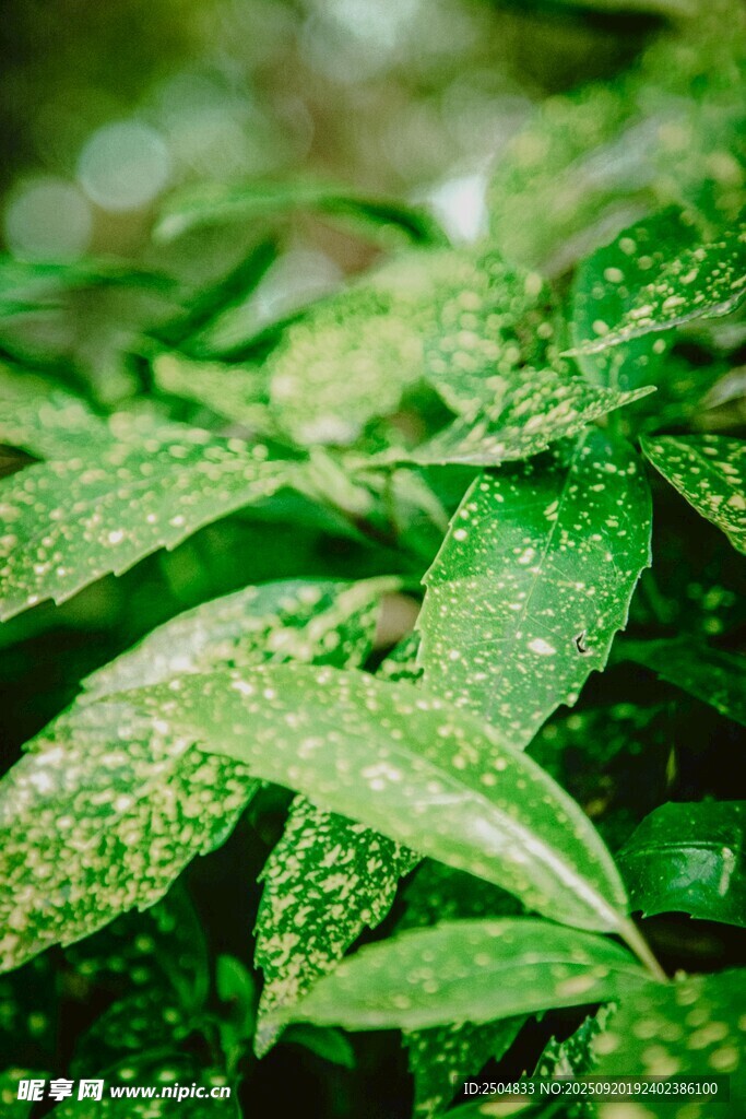 翠綠葉片上的晶瑩水珠