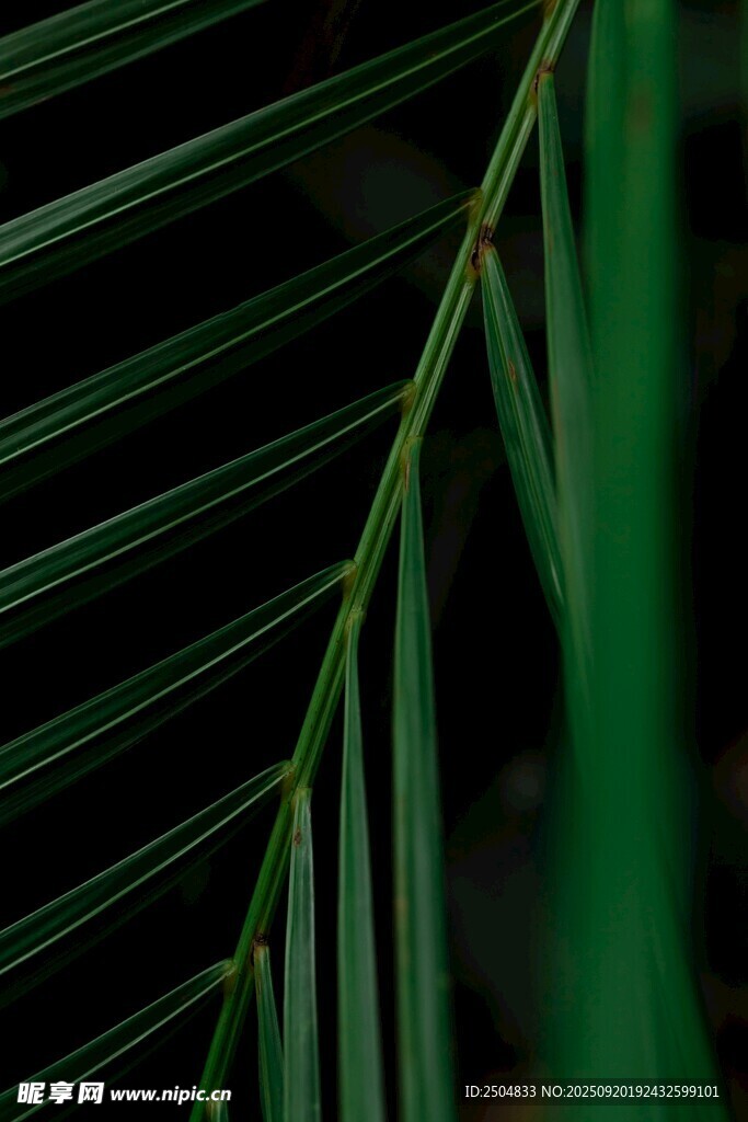翠綠細長的植物葉片