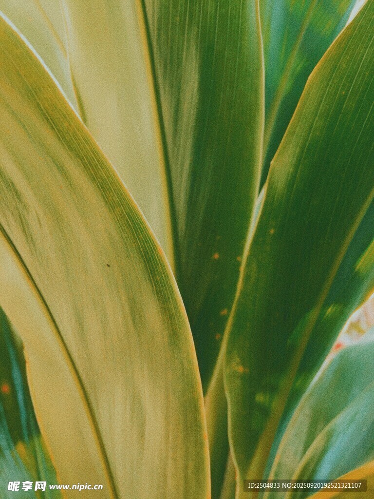 翠綠植物葉片特寫