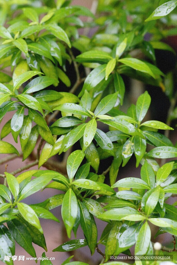 翠綠繁茂的簇生植物