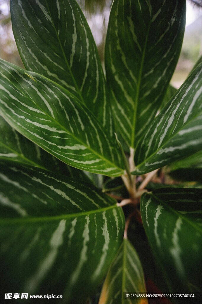 條紋綠葉植物特寫