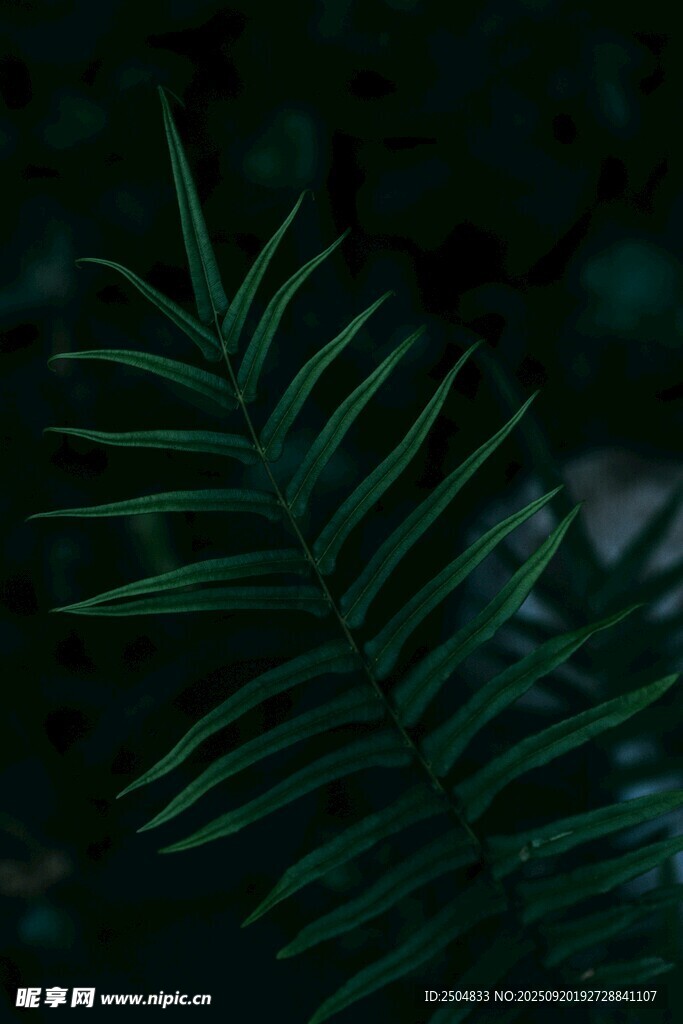 深綠蕨類葉片特寫