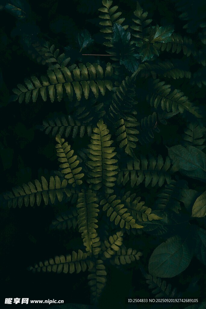 蕨類植物特寫