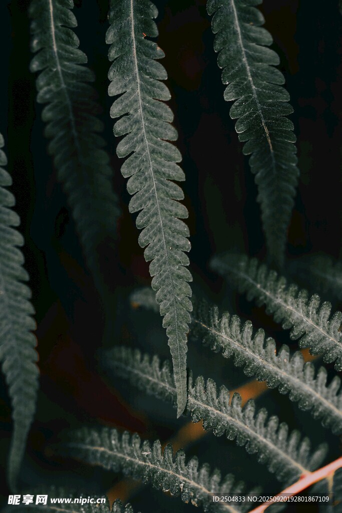 蕨類植物葉片特寫(xiě)