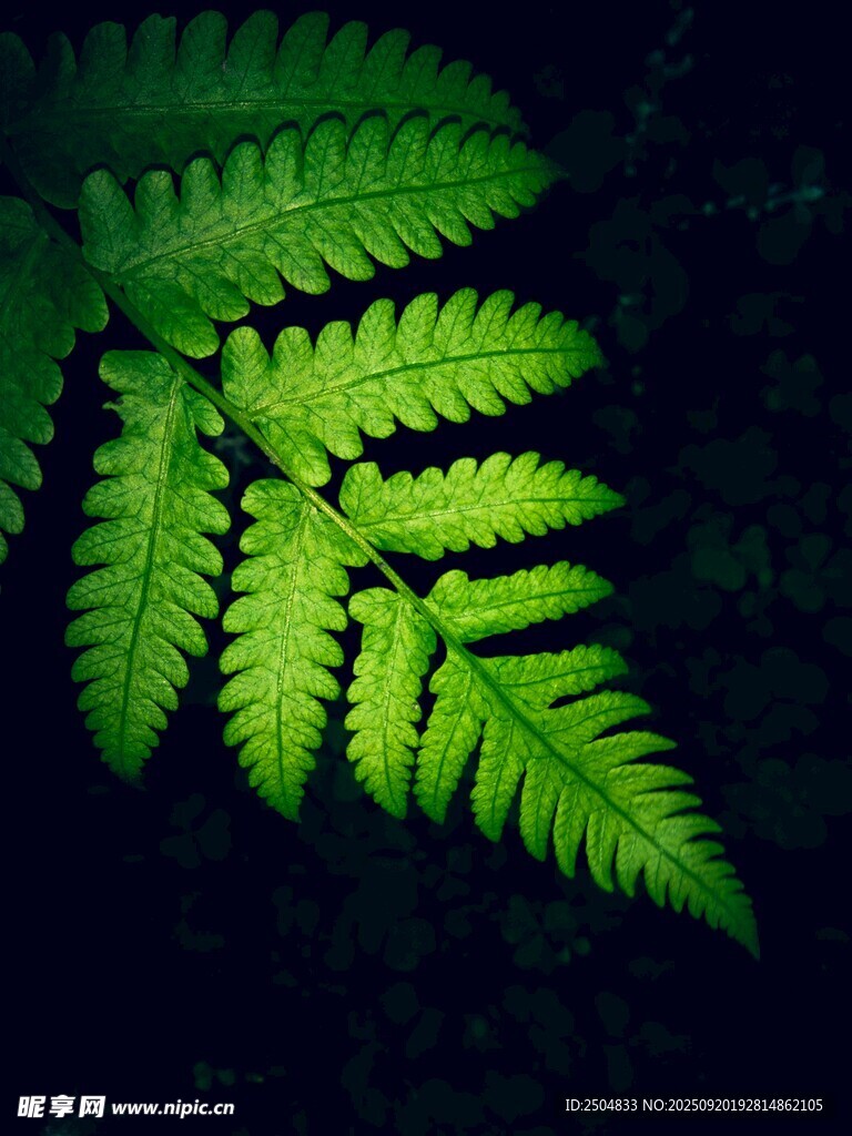 翠綠蕨葉特寫
