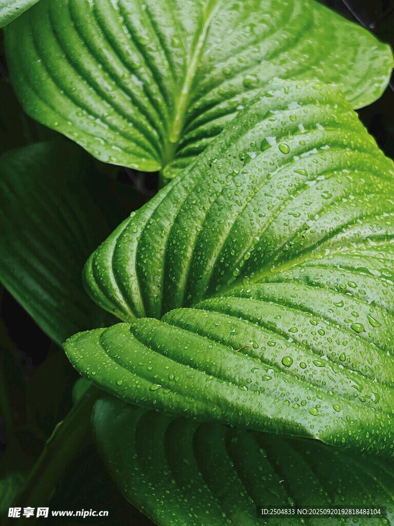 翠綠舒展的玉簪葉