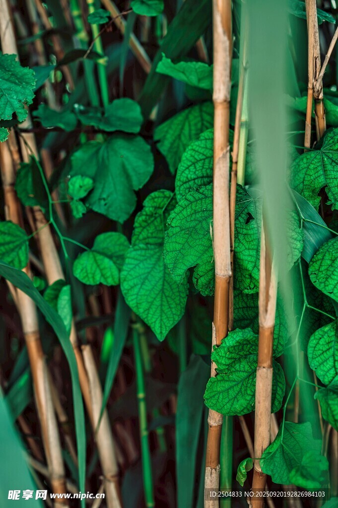 翠綠植物與莖稈的自然景致
