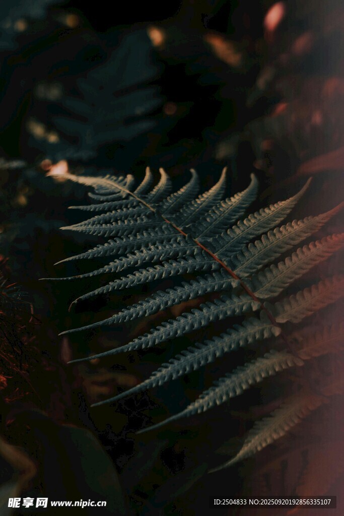 蕨類(lèi)葉片特寫(xiě)