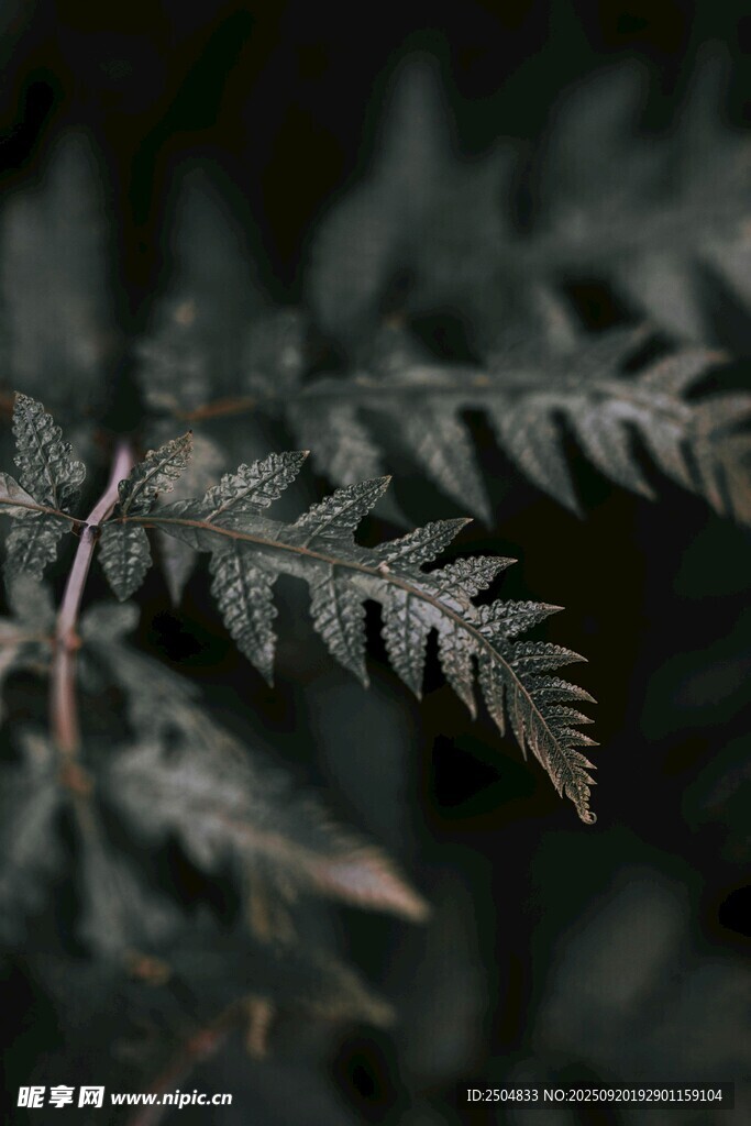 深色調(diào)蕨類植物葉片特寫