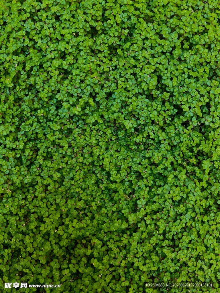 翠綠繁茂的植物墻紋理
