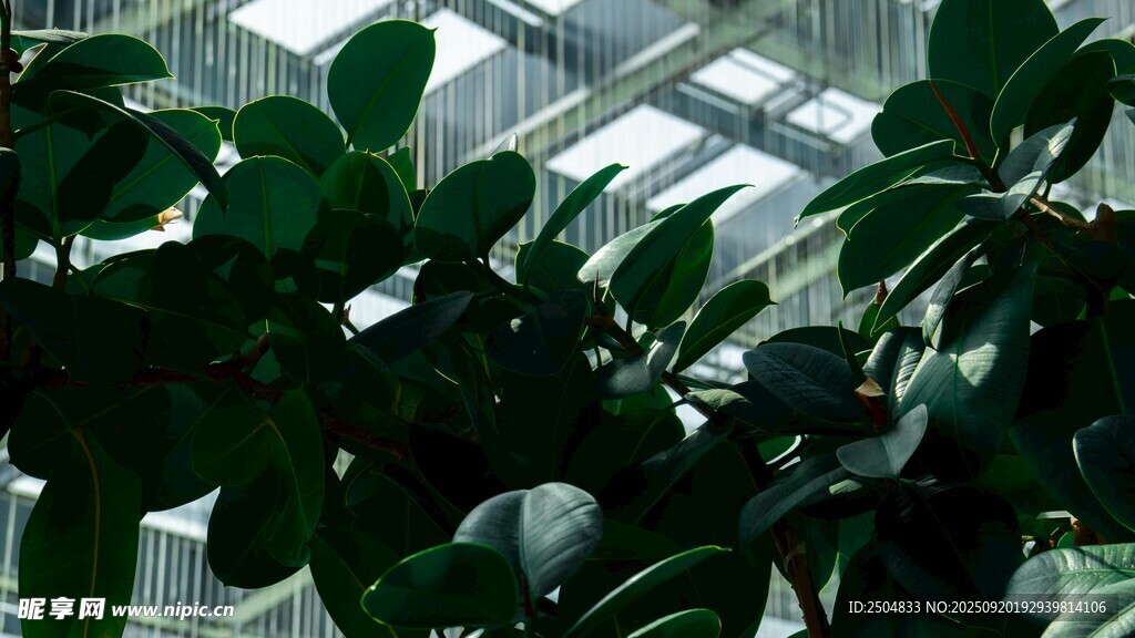 室內(nèi)綠植特寫