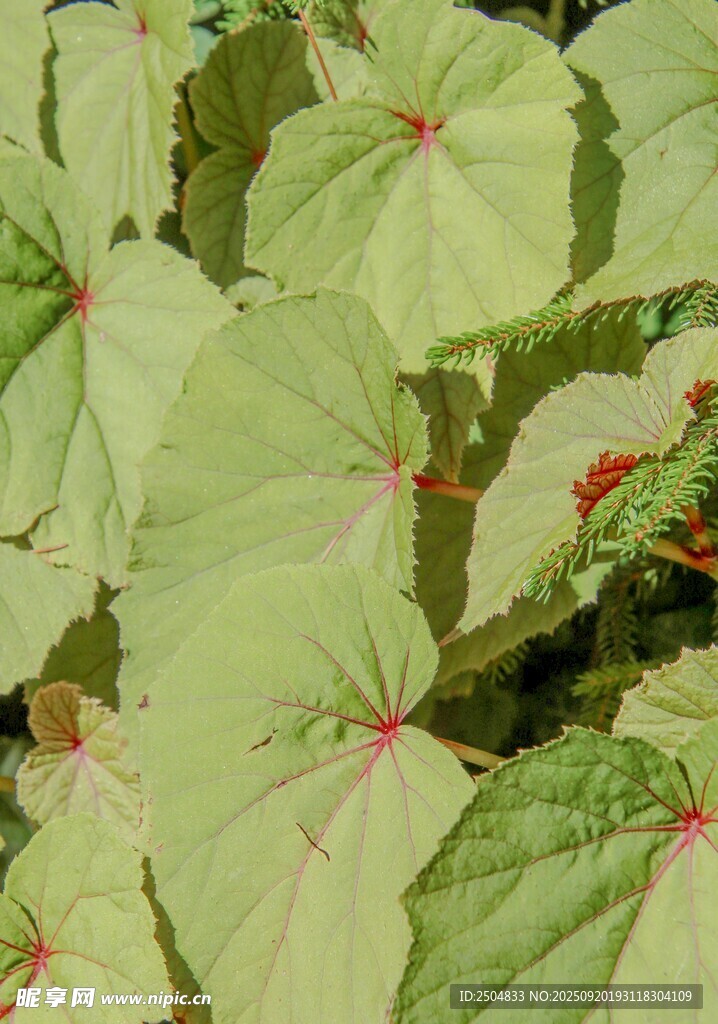 綠葉紅脈的獨(dú)特植物