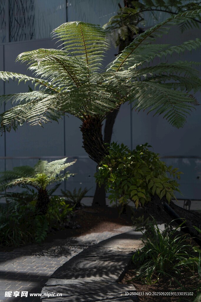 蕨類植物于庭院中的景致