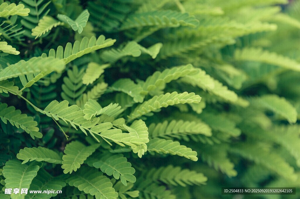 翠綠蕨類(lèi)植物葉片特寫(xiě)