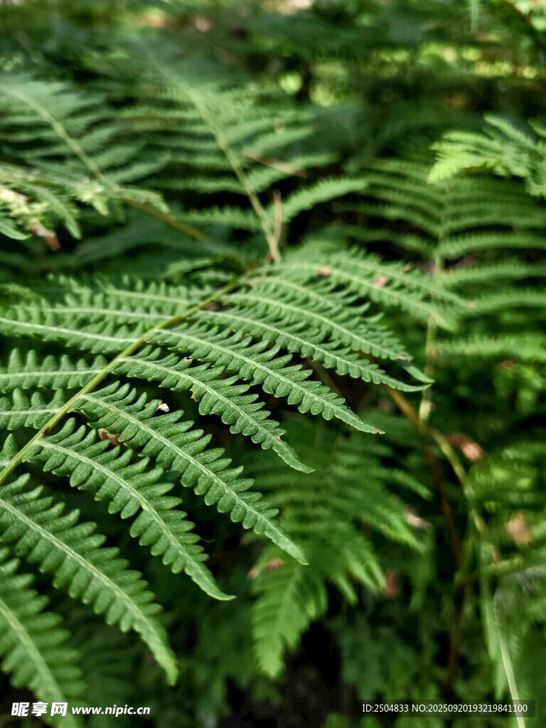 翠綠蕨類葉片特寫(xiě)