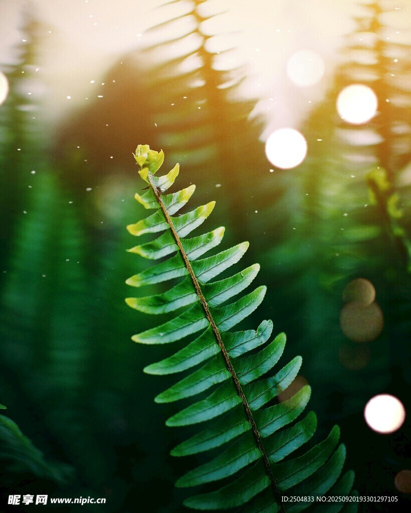 陽(yáng)光下的翠綠蕨類植物