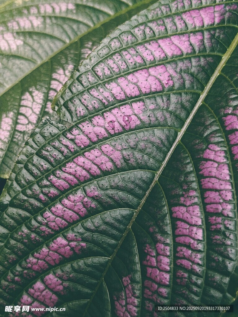 紫紋綠葉特寫