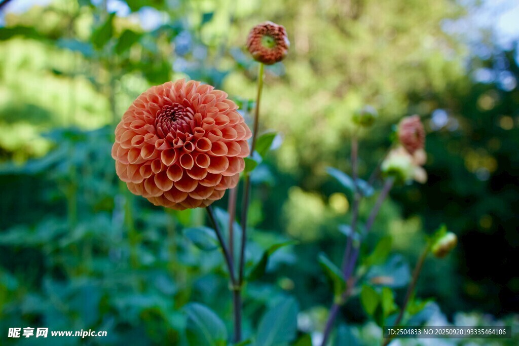 橙紅色球狀花朵綻放