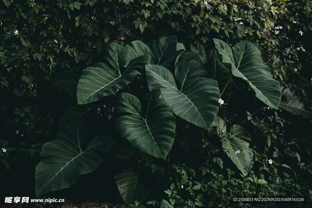 大葉片綠植特寫