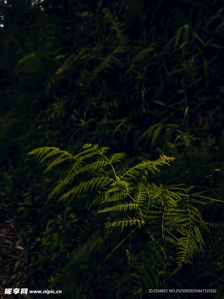 翠綠蕨類植物的自然之美