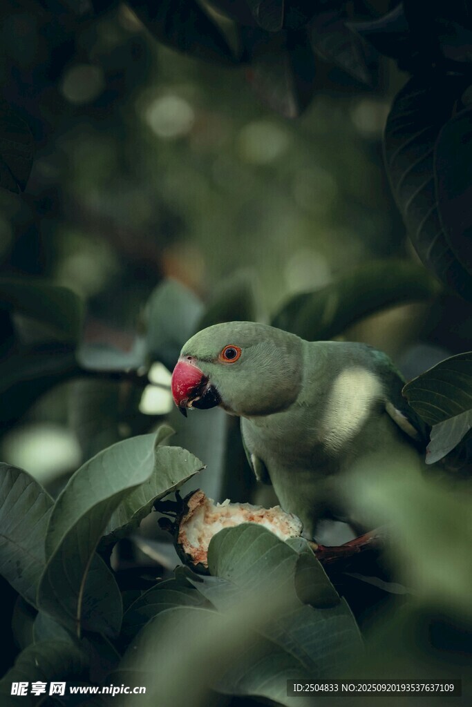 綠葉間的紅喙小鳥