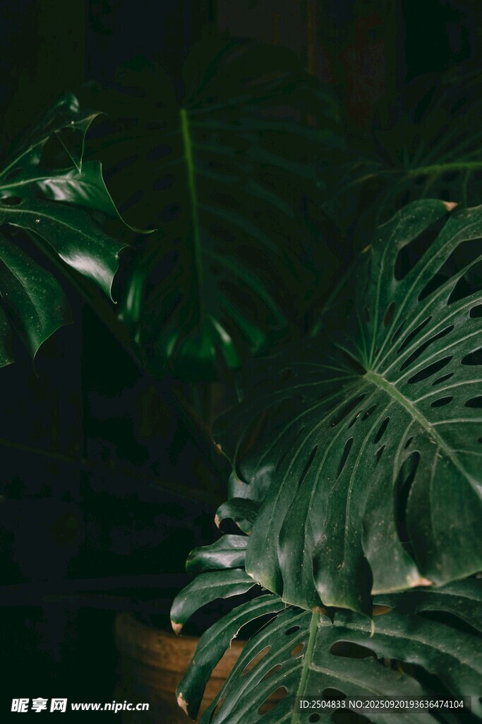 室內(nèi)龜背竹綠植景致