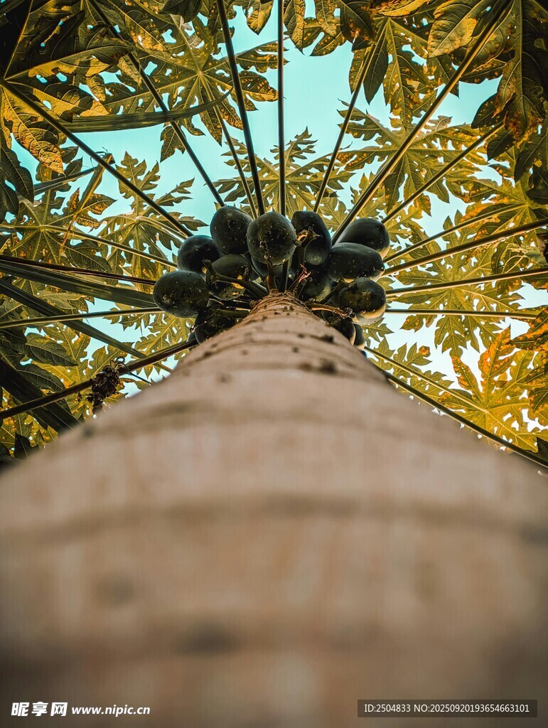 仰視視角下的高大椰子樹