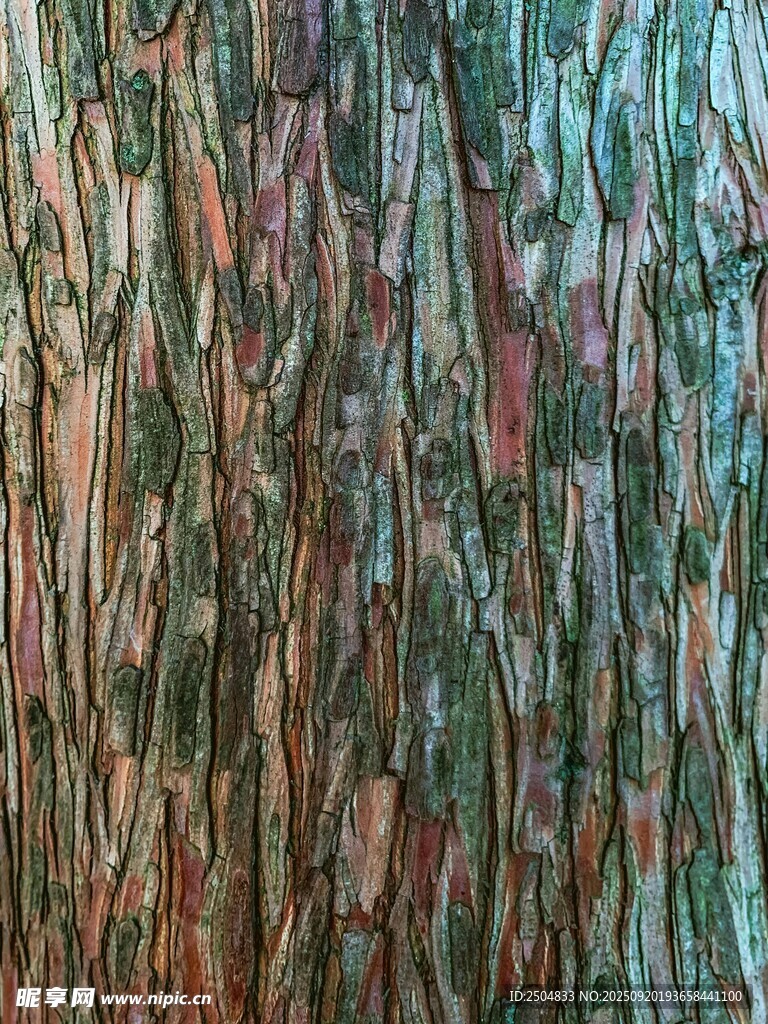 樹皮紋理特寫
